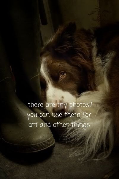 @──[🇩🇪] Dog✦༒Uiller || he/his