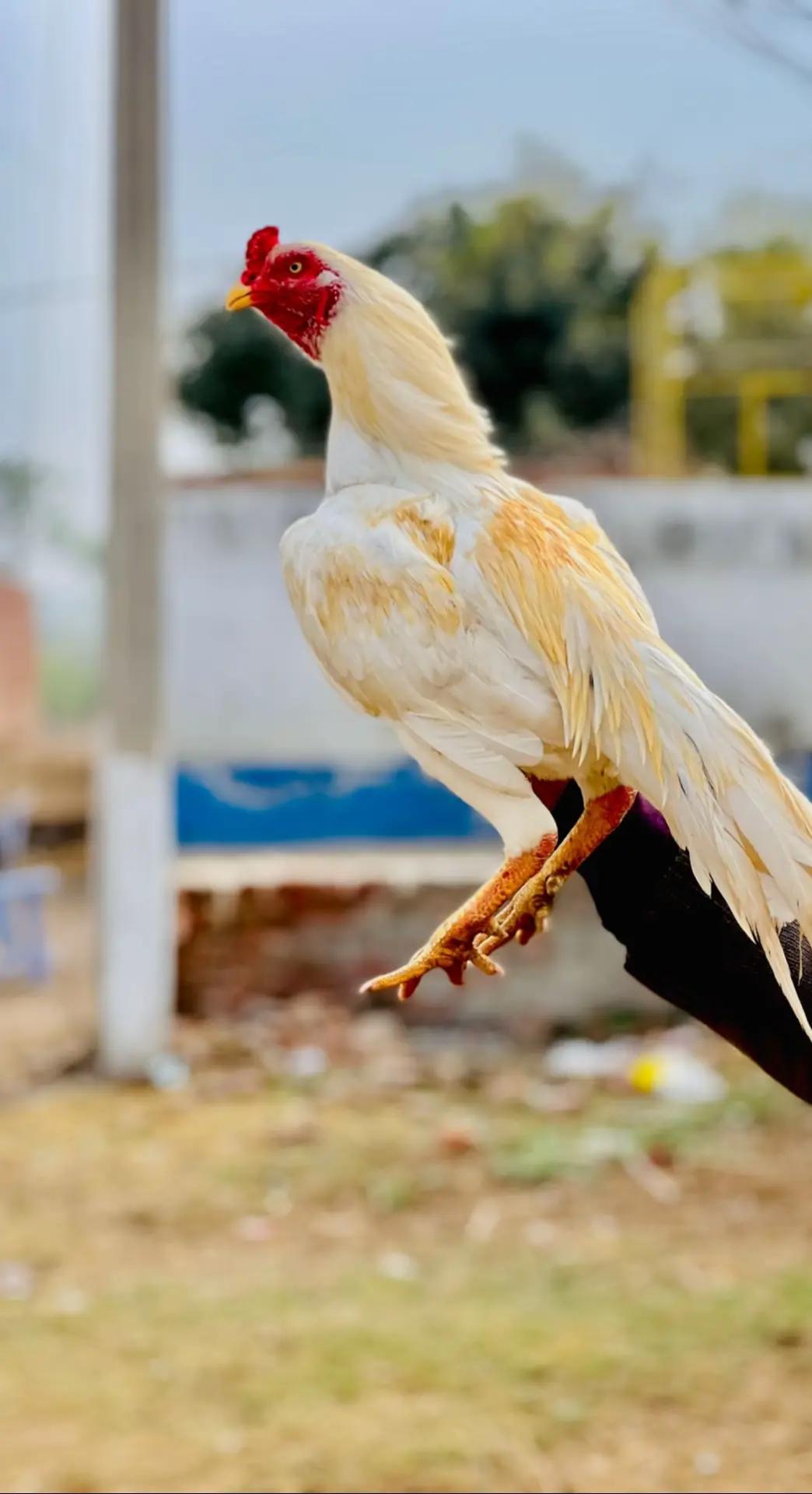 @🐦&zwj;🔥(khan♑نعمان)🐦&zwj;🔥