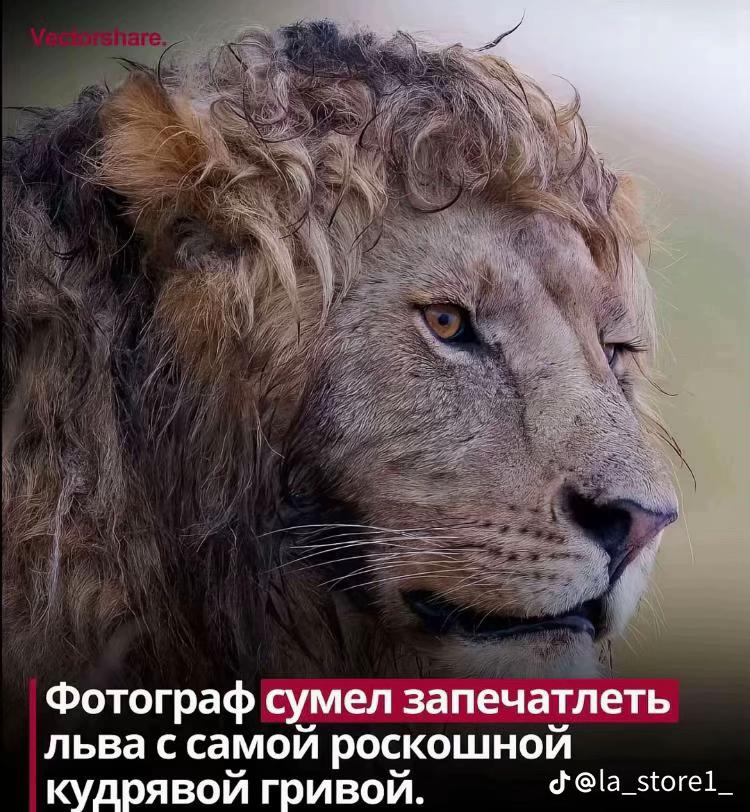 @krivosheev_71