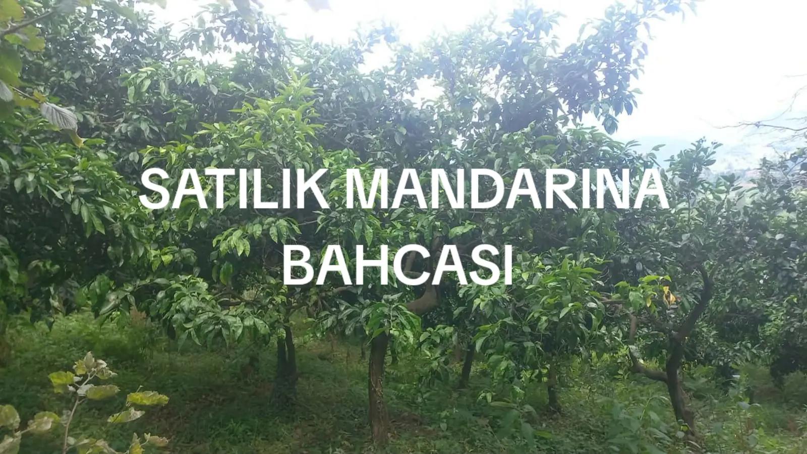@kiralikevlerbatumi