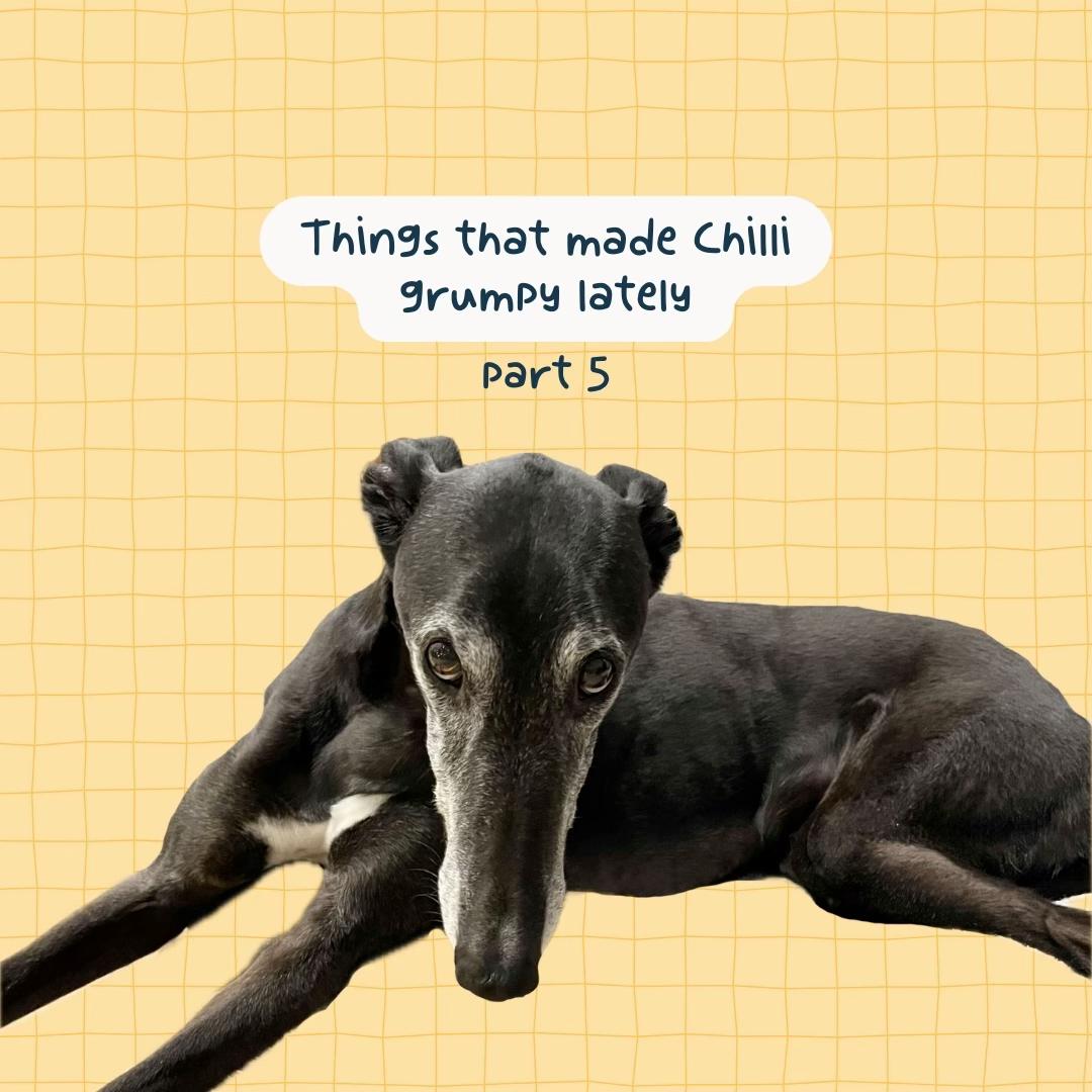 @chilli the greyhound 🌶️