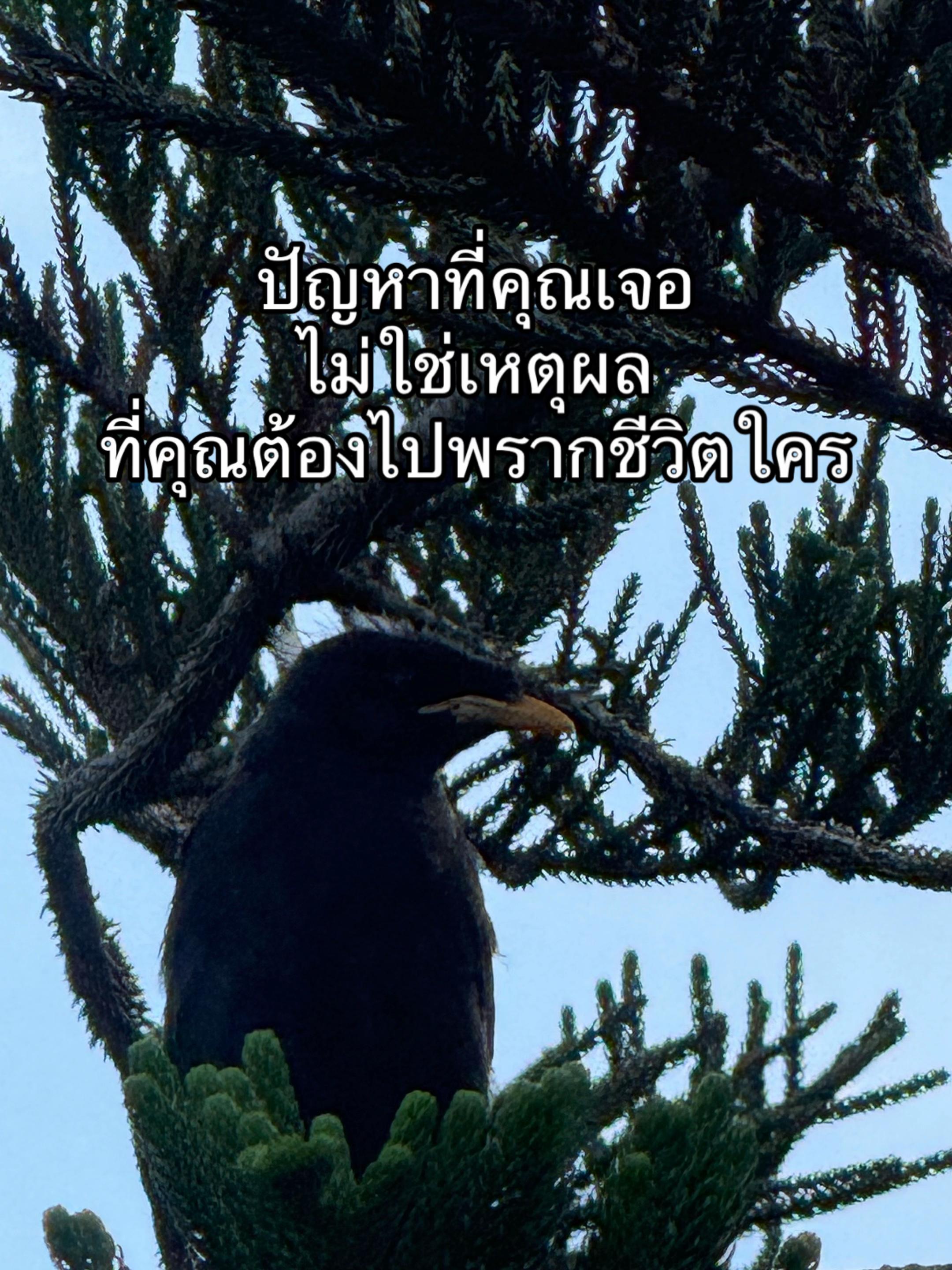 @Khaooipa