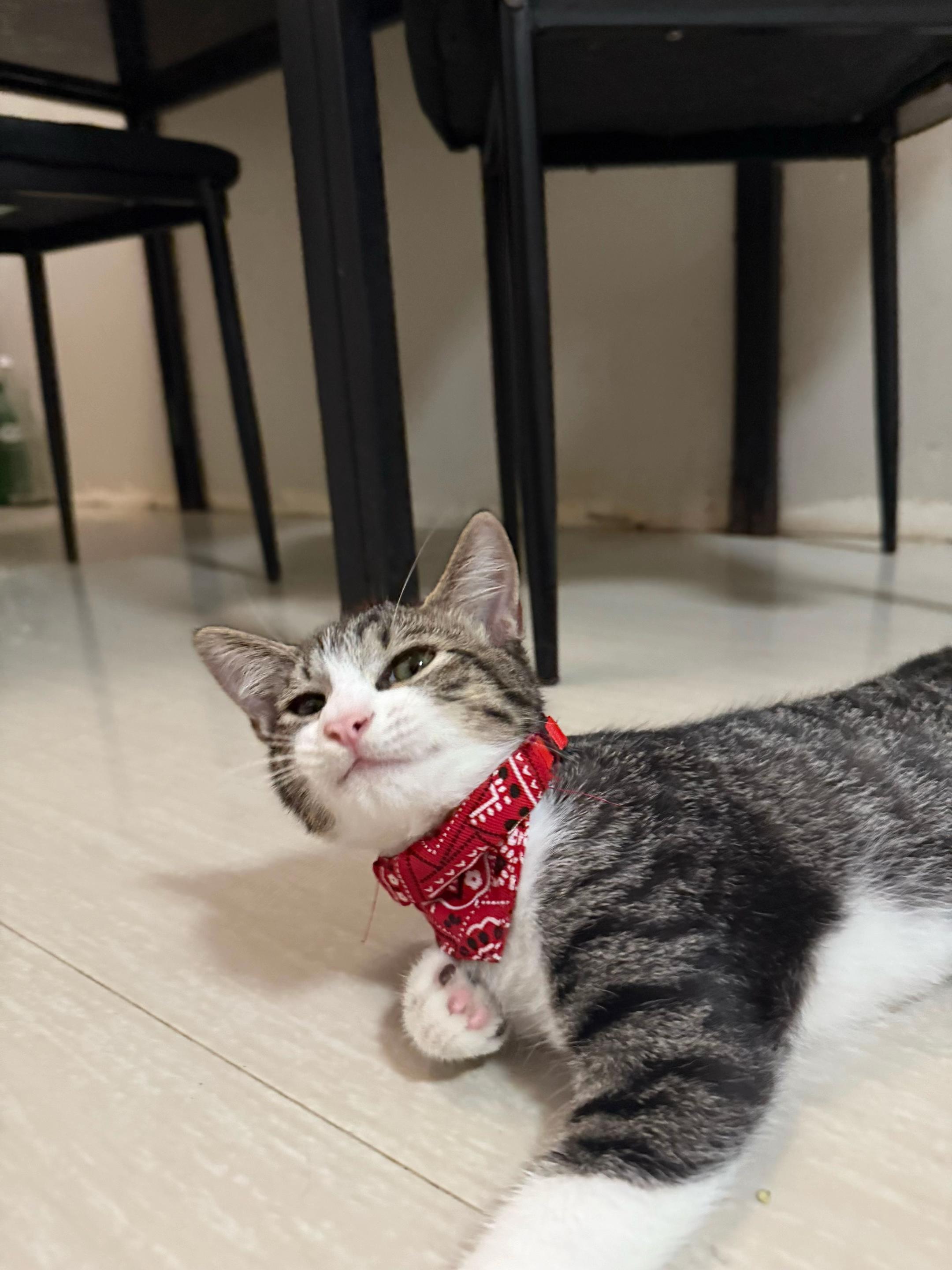 @It’s MEow
