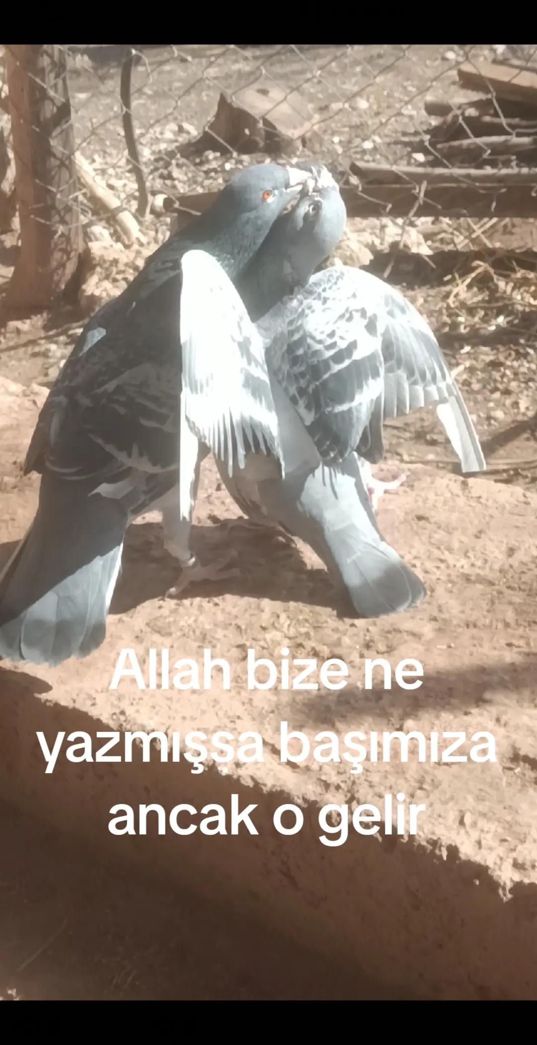 @YARIŞ POSTASI