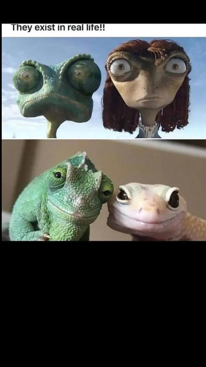 @Reptil-Terra