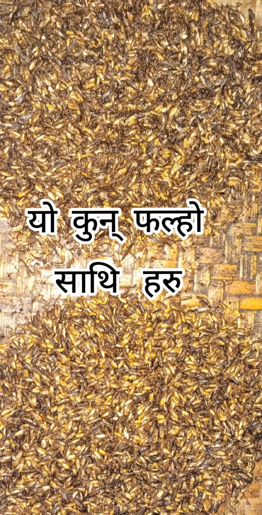 @श्रेष्ठ सप्लायर्स kumar stha