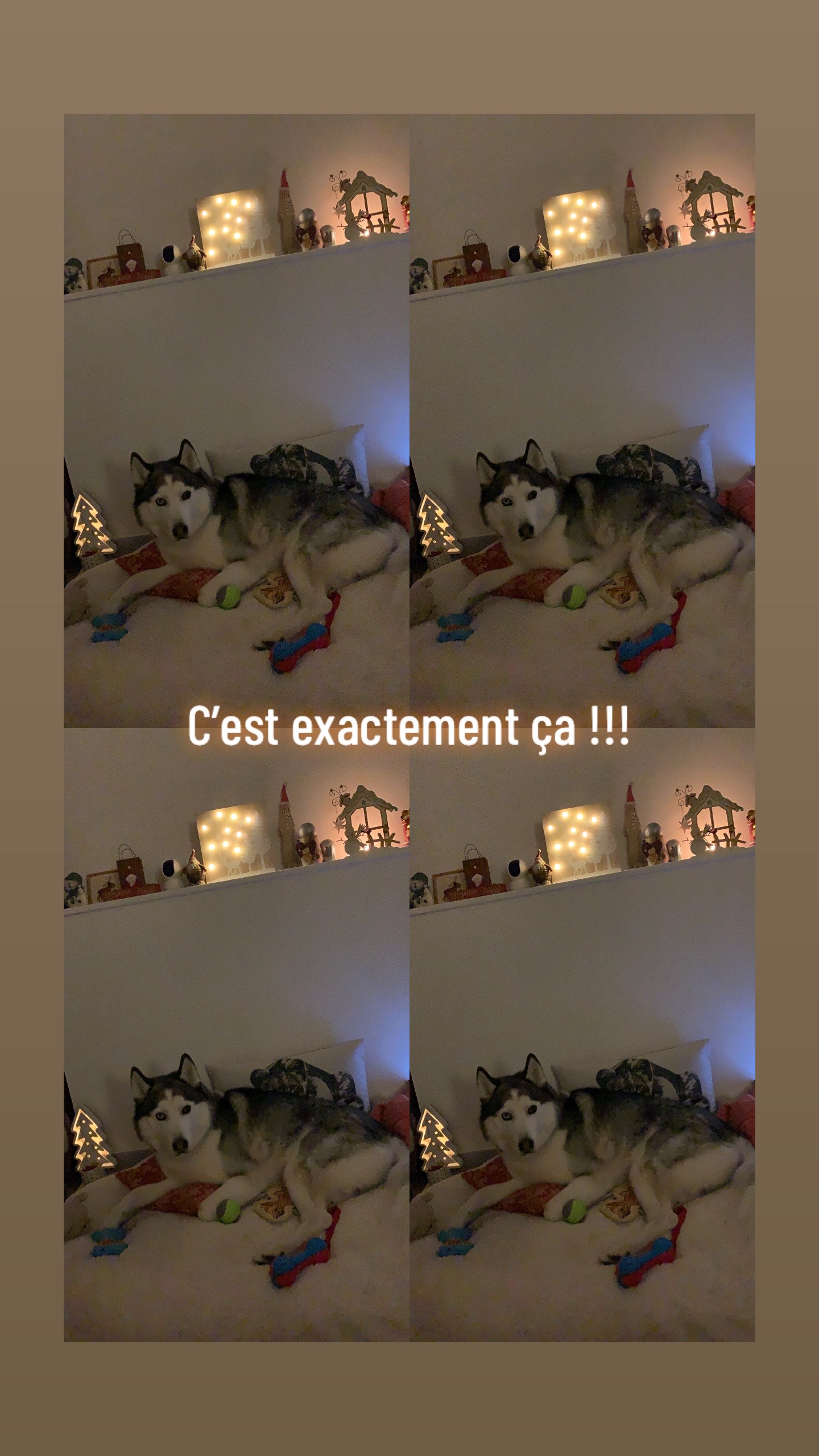@🐺 PAKO Husky Sibérien