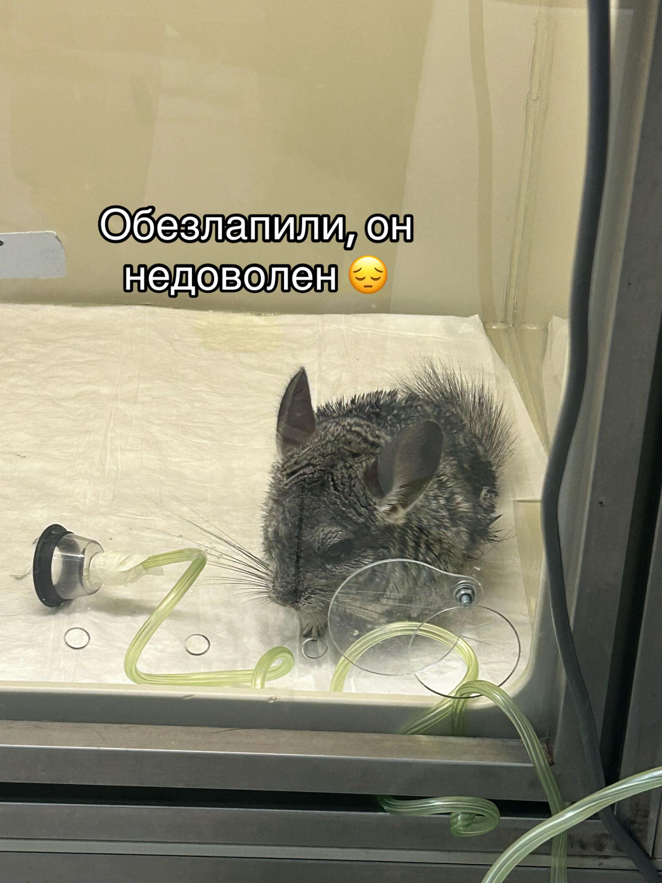 @Бельферг