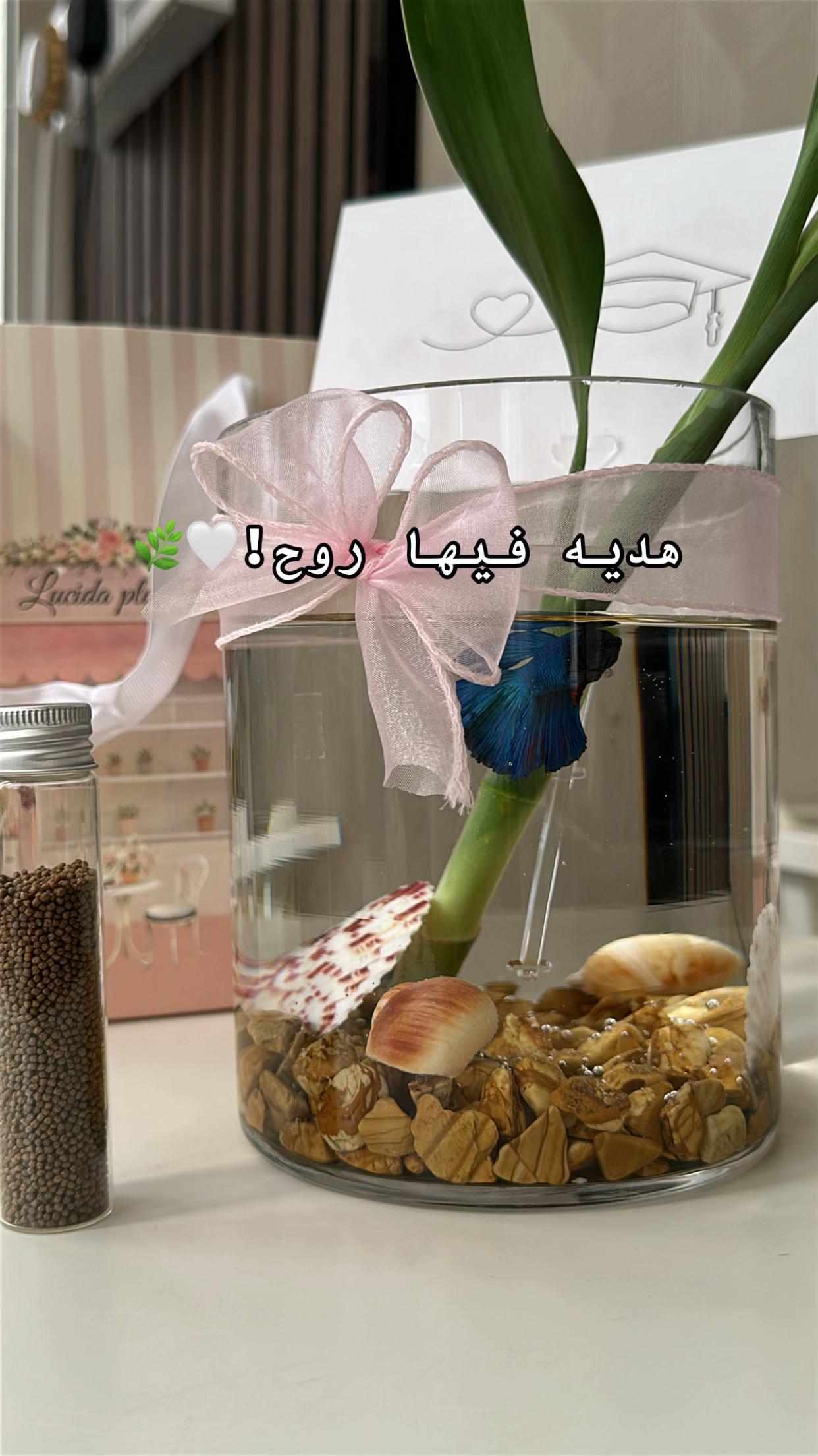 @لوسيـدا-الباحة🪴