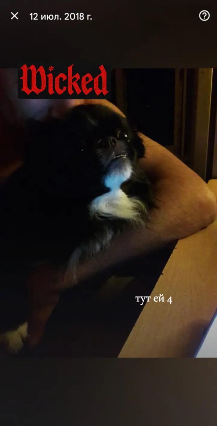 @kimi