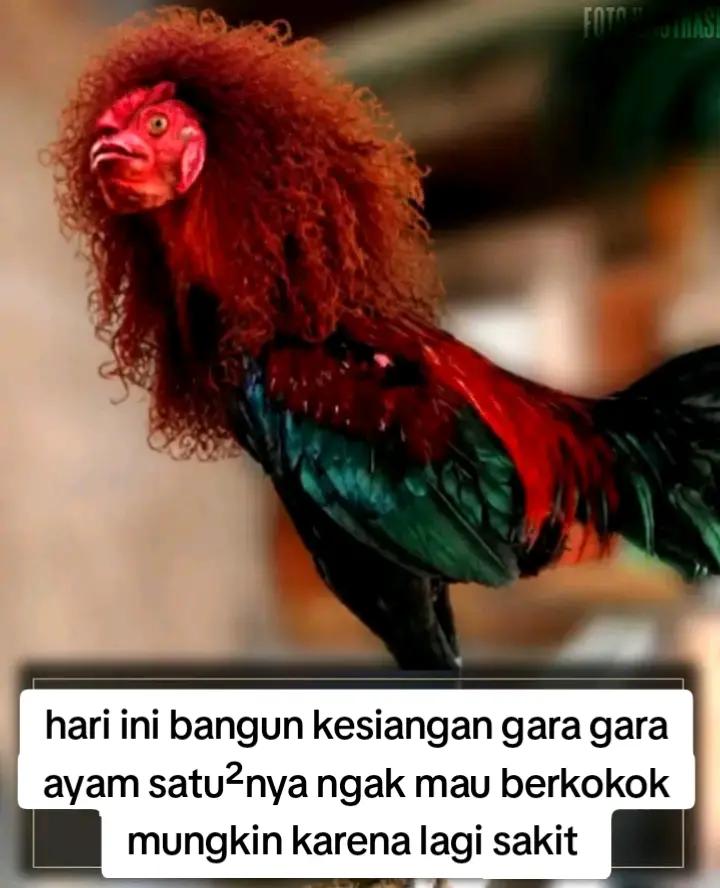 @witrriana&yans