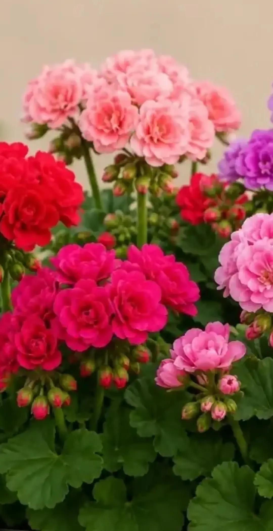 @NebihaAlparslan1975