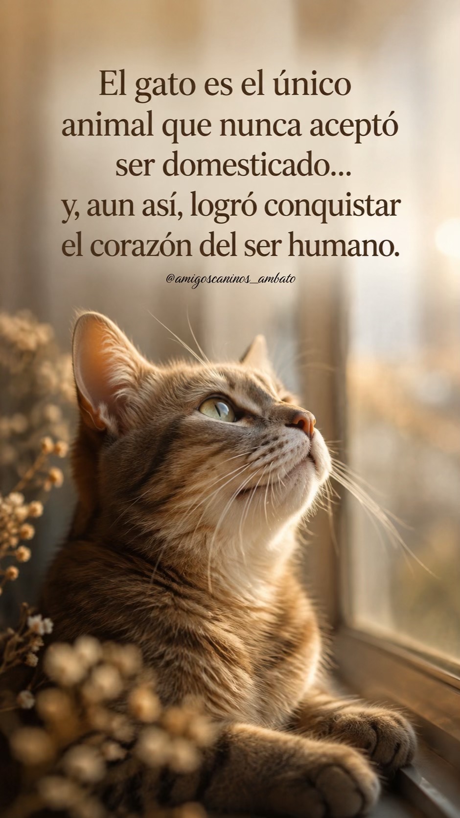 @Amigoscaninos_Ambato