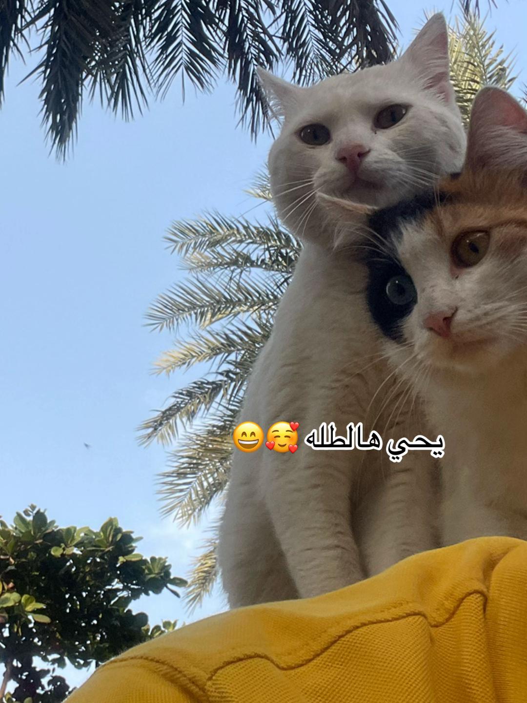 @ashkaltbiah