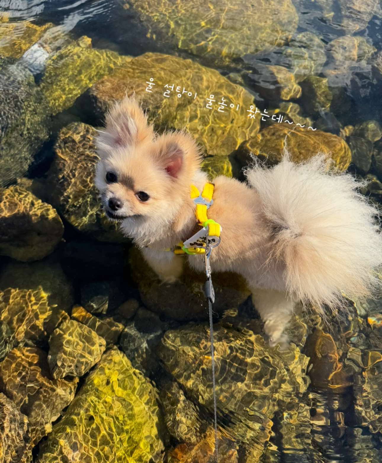 @꒰ঌ세링໒꒱