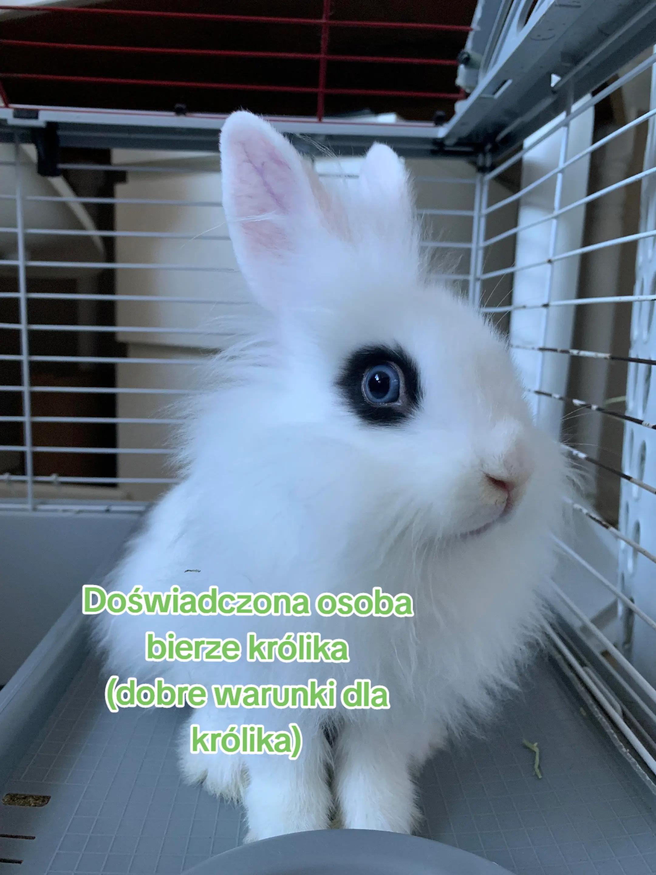 @Króliki