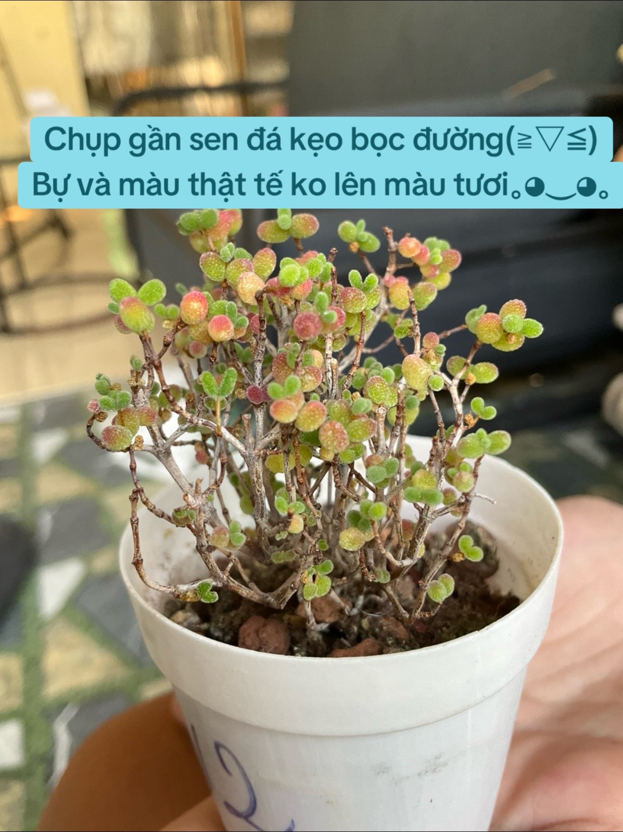 @⋆。˚꒰ঌ 𝐇𝐀𝐈 𝐂𝐀𝐔 ໒꒱˚。⋆