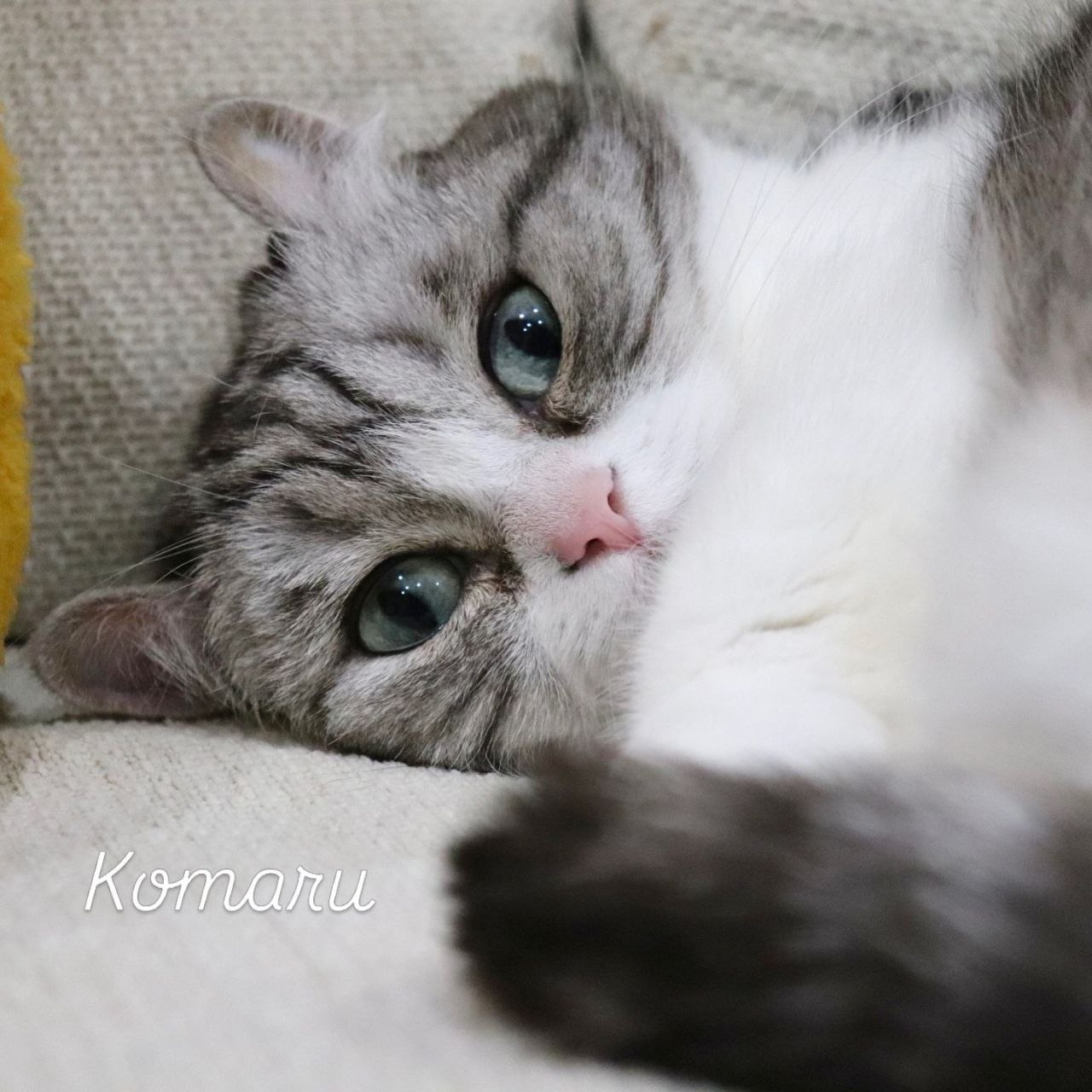 @KomaruSalt_AB
