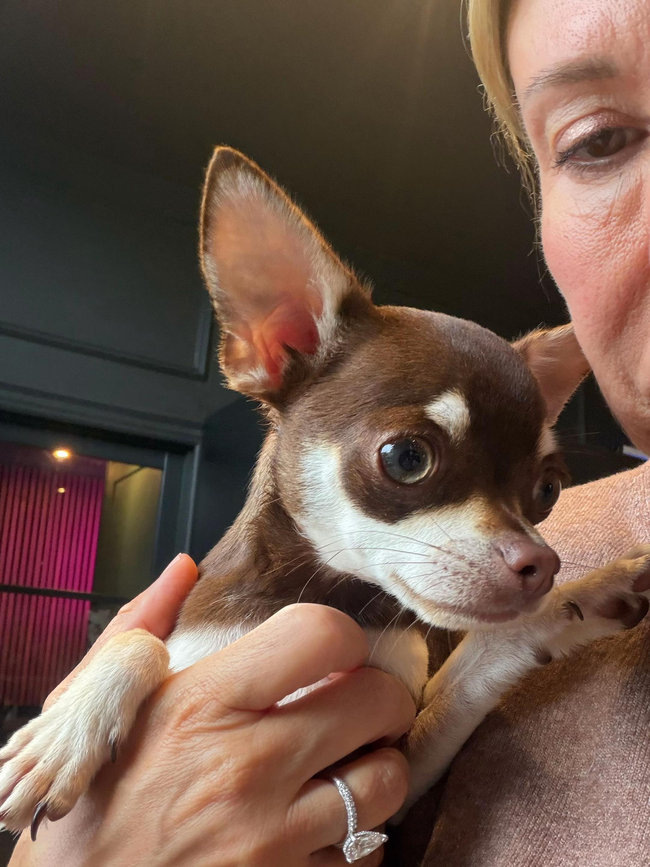 @Suffolk Chihuahuas