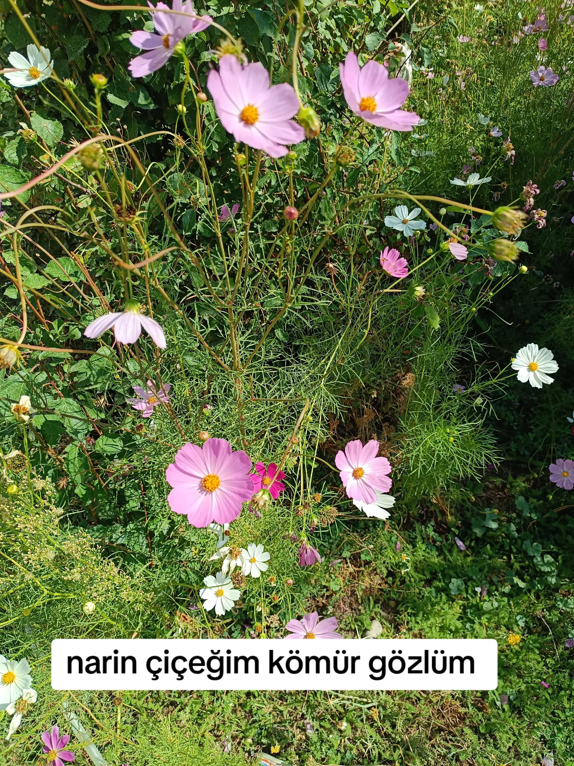 @@ Keça kurda 49 bulanıksayfası
