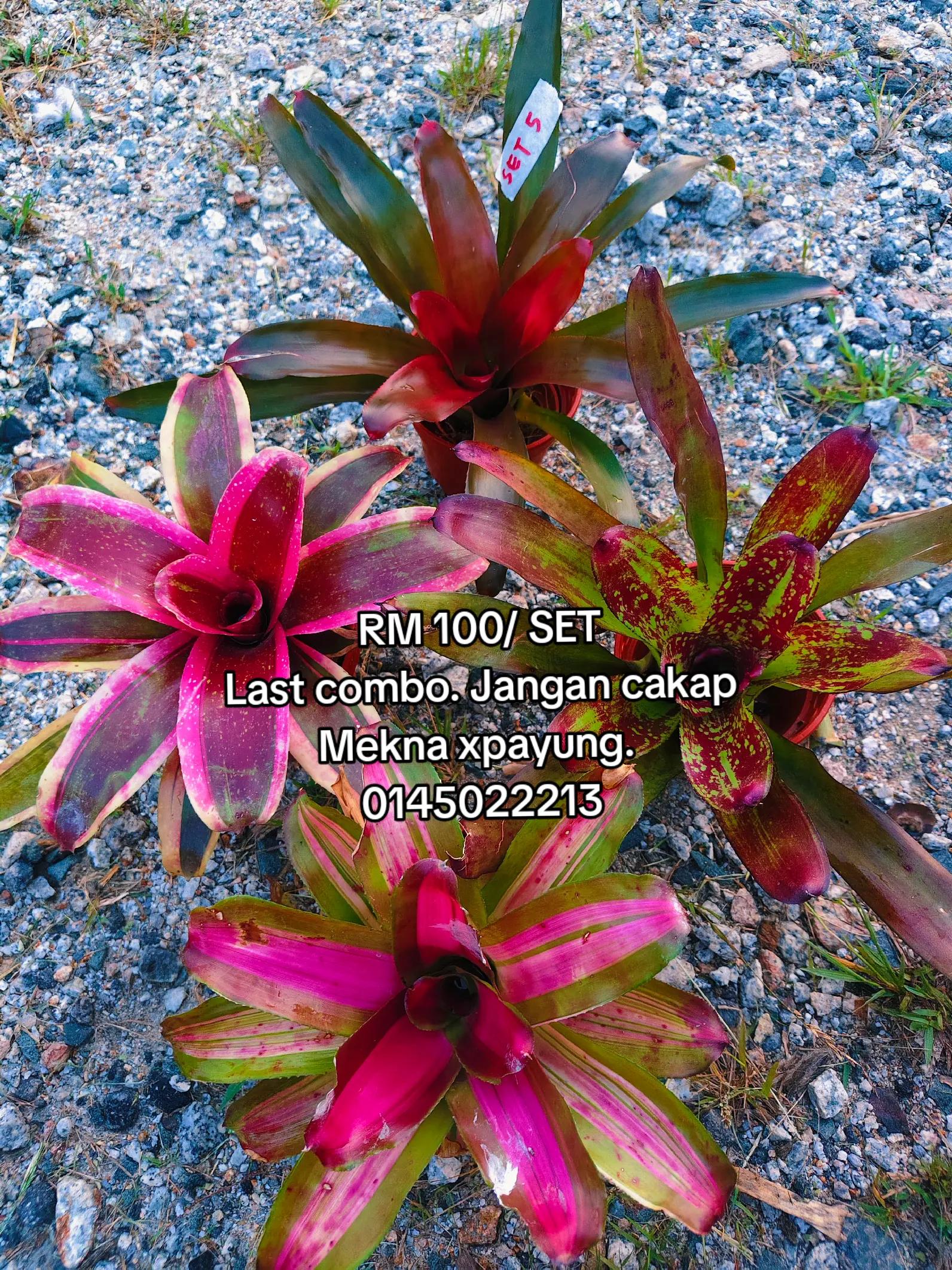 @MEKNA Garden