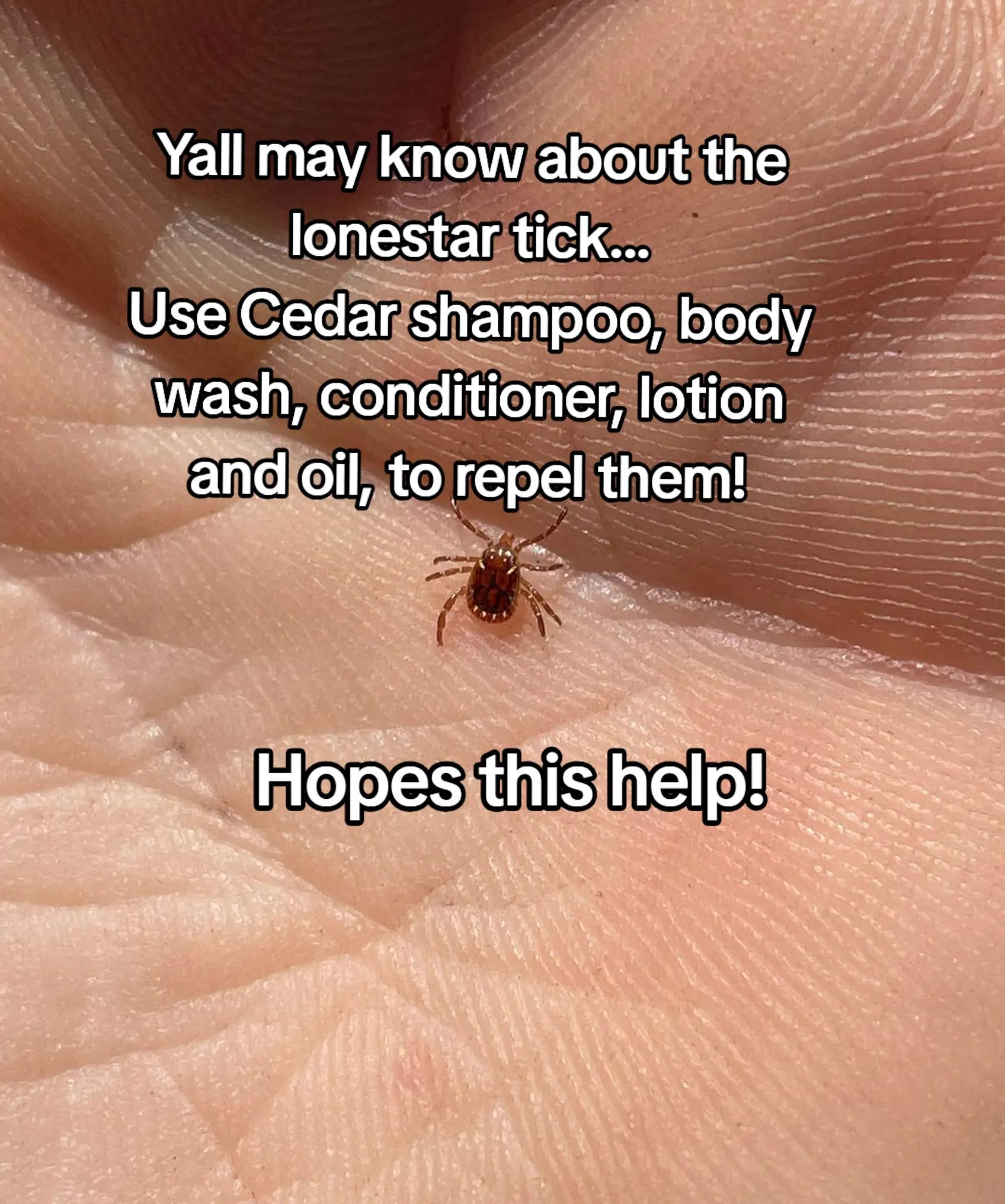@Maple_the_Deer