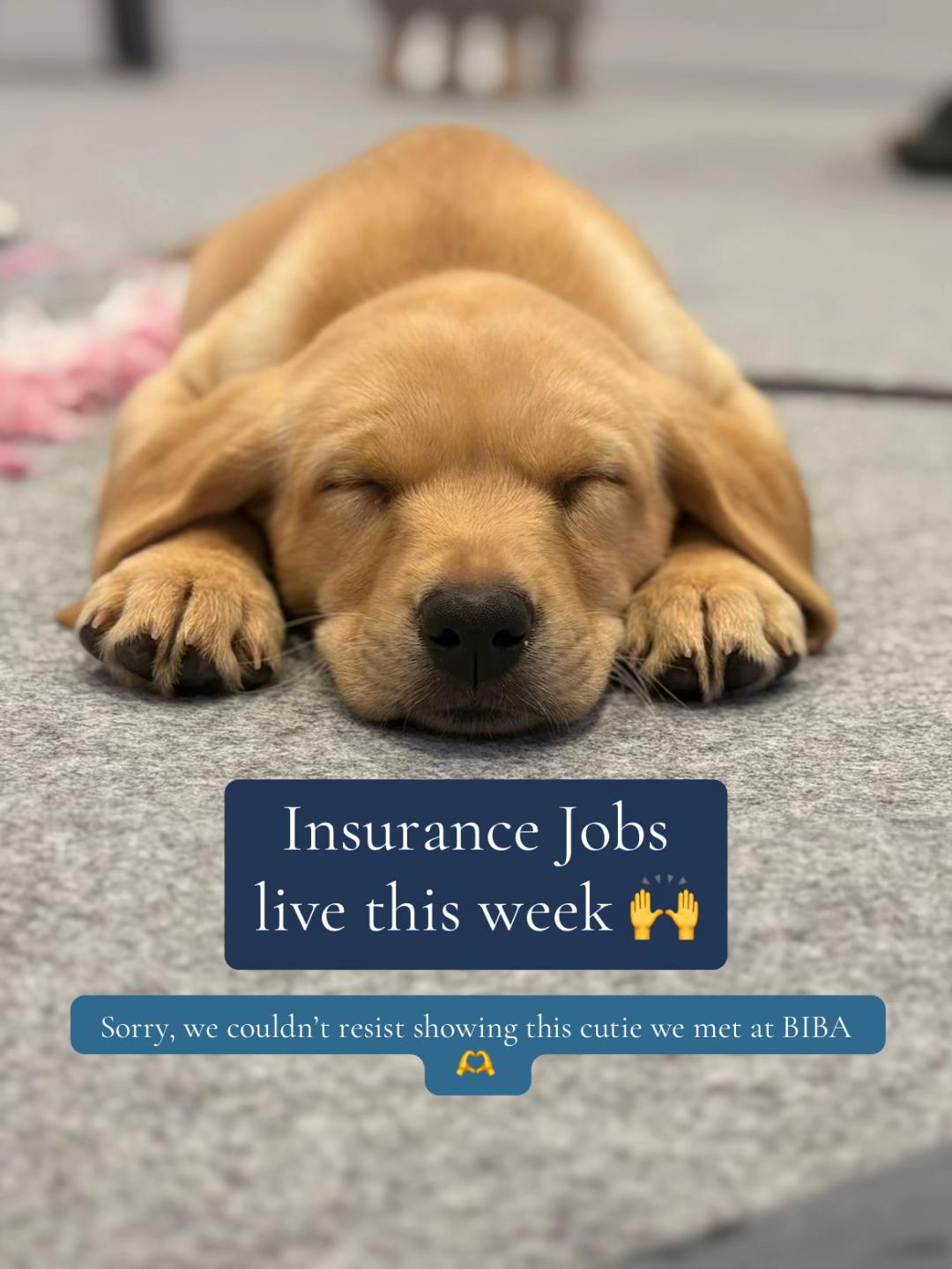 @Insurance TikTok