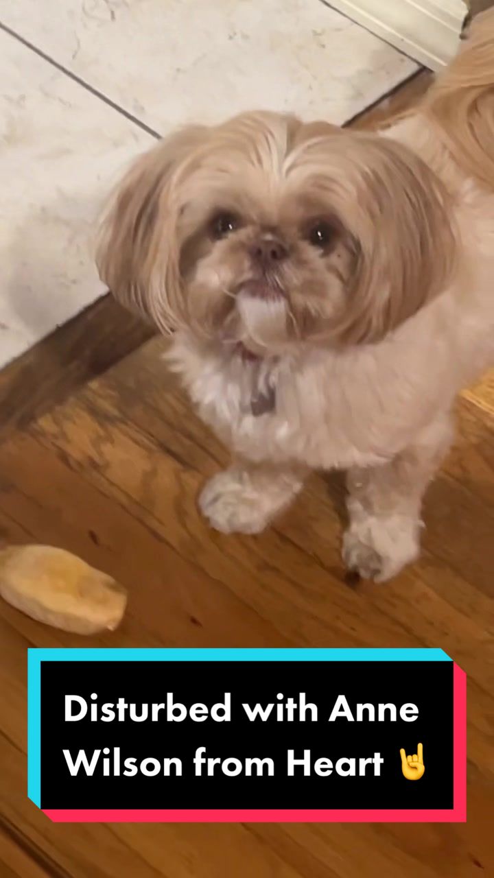 @Dr. Max and Ollie 🐶