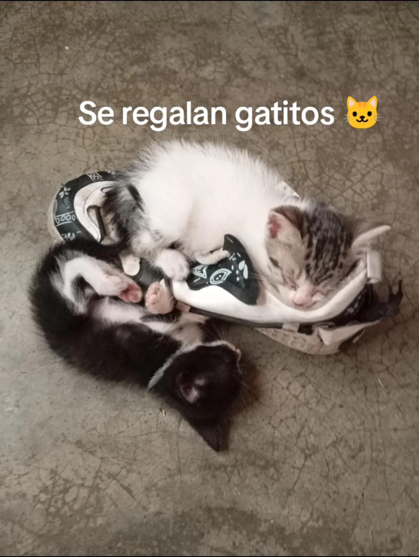 @ErickPulques