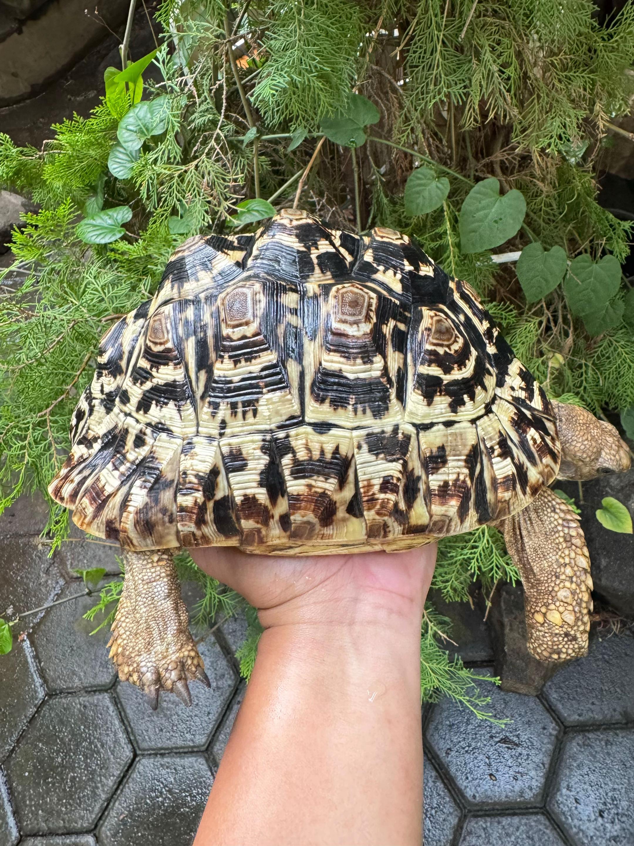 @Griya Predatorto