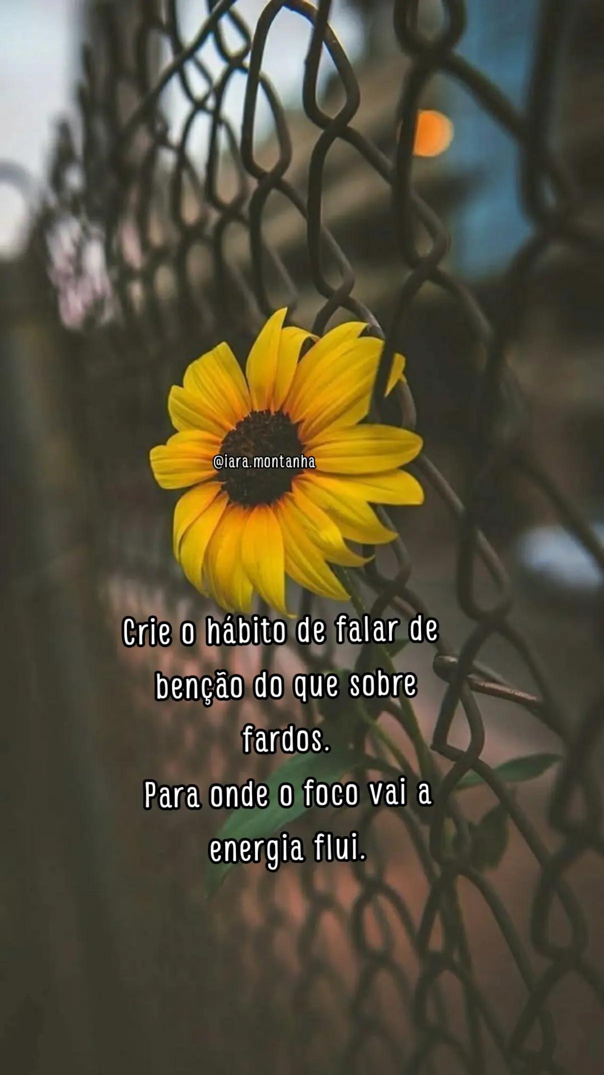 @IARA GIRASSOL