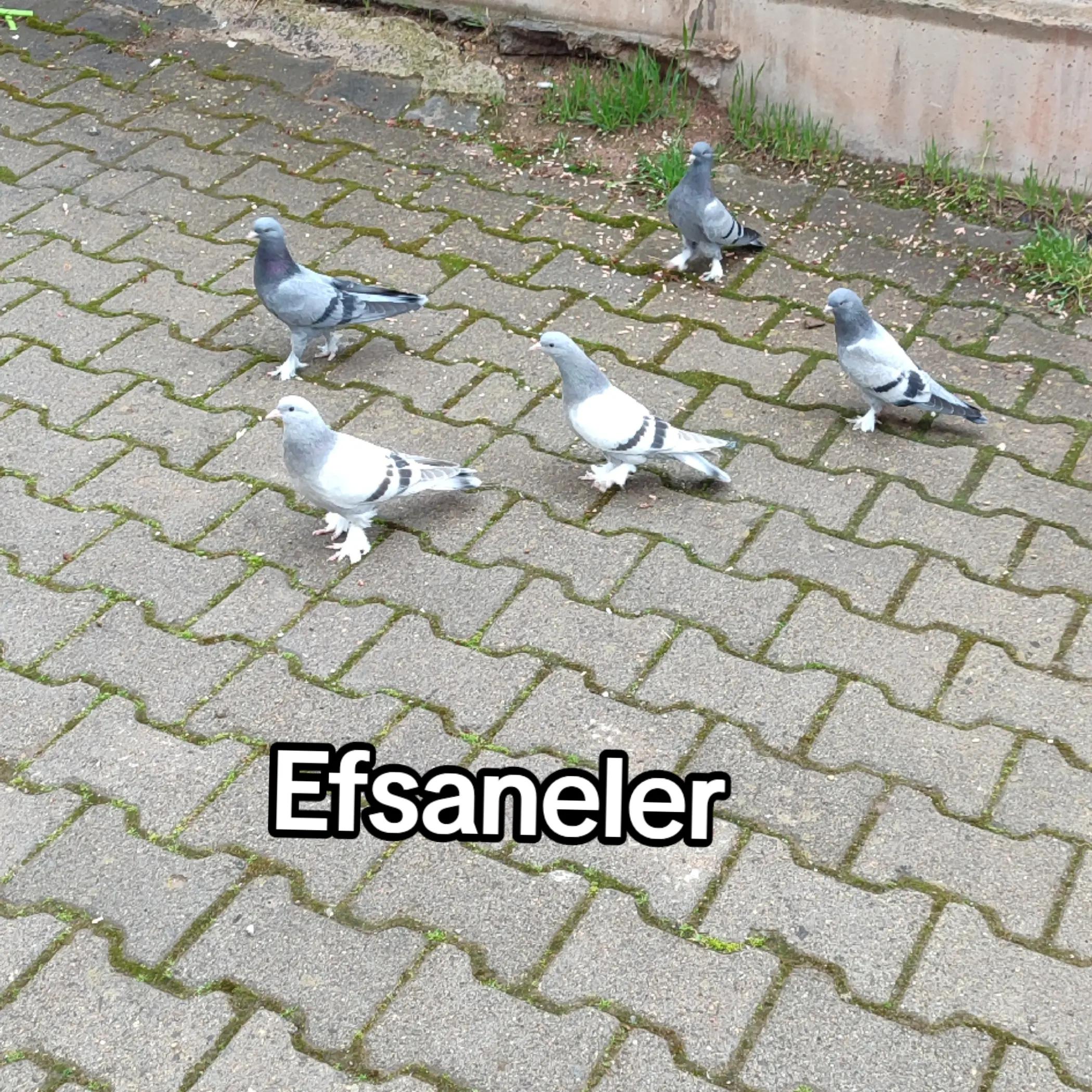@Hacı Osman Tanrıkulu