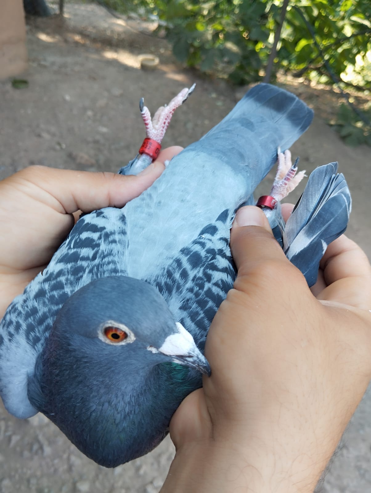 @YARIŞ POSTASI