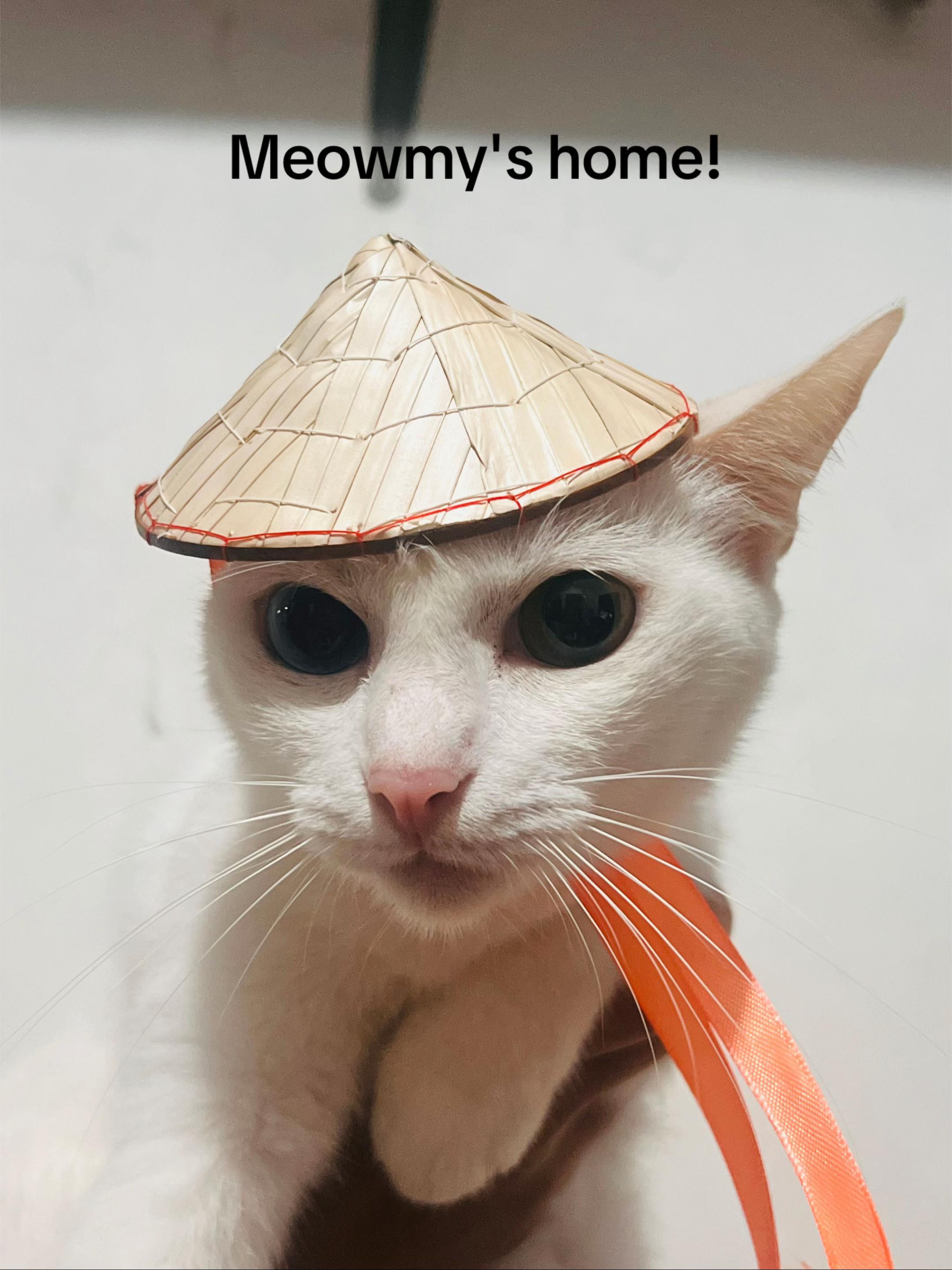 @17meows