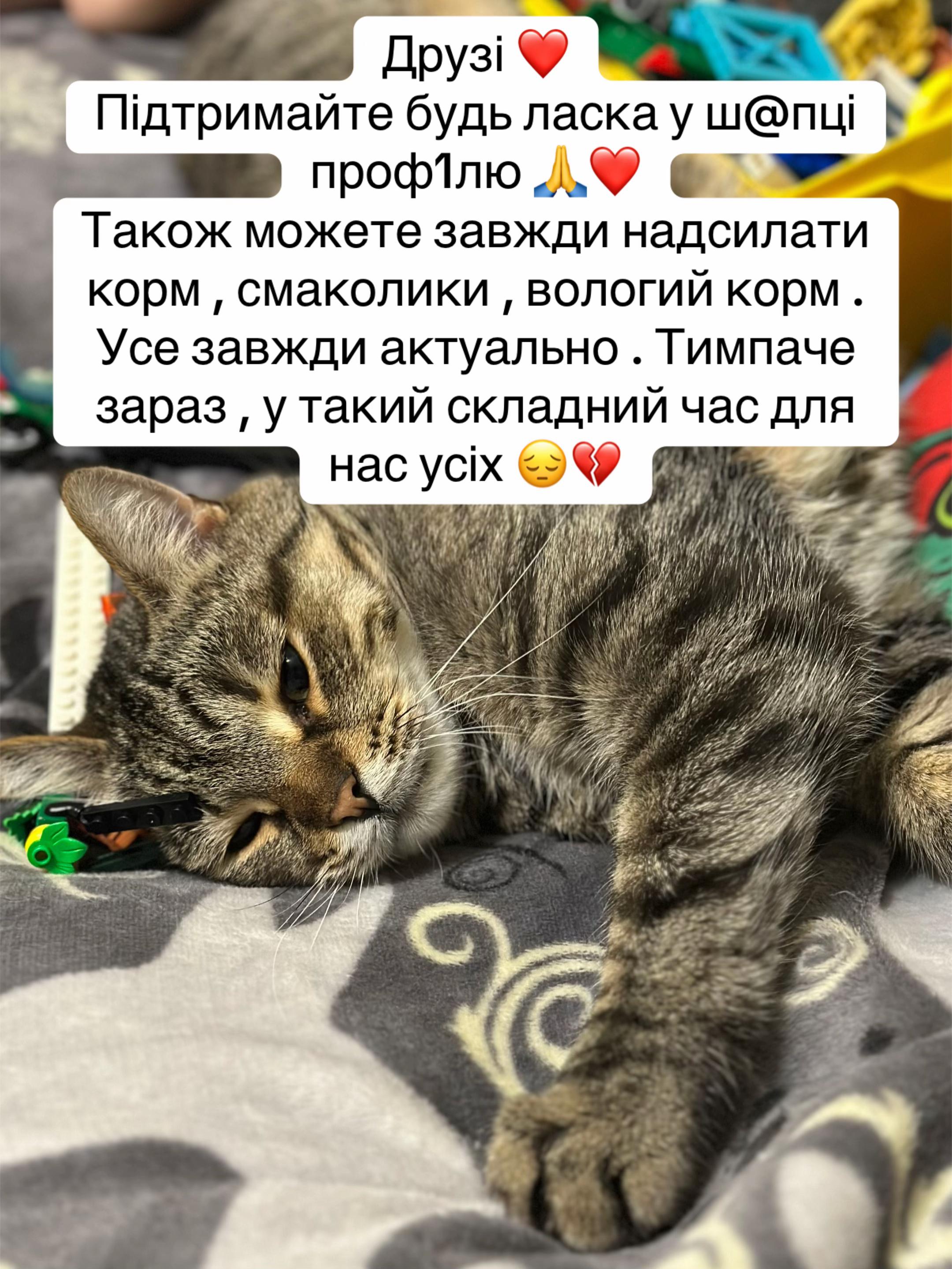 @tanya.help.animal