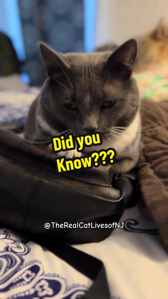 @🐾Therealcatlivesofnj 🐾