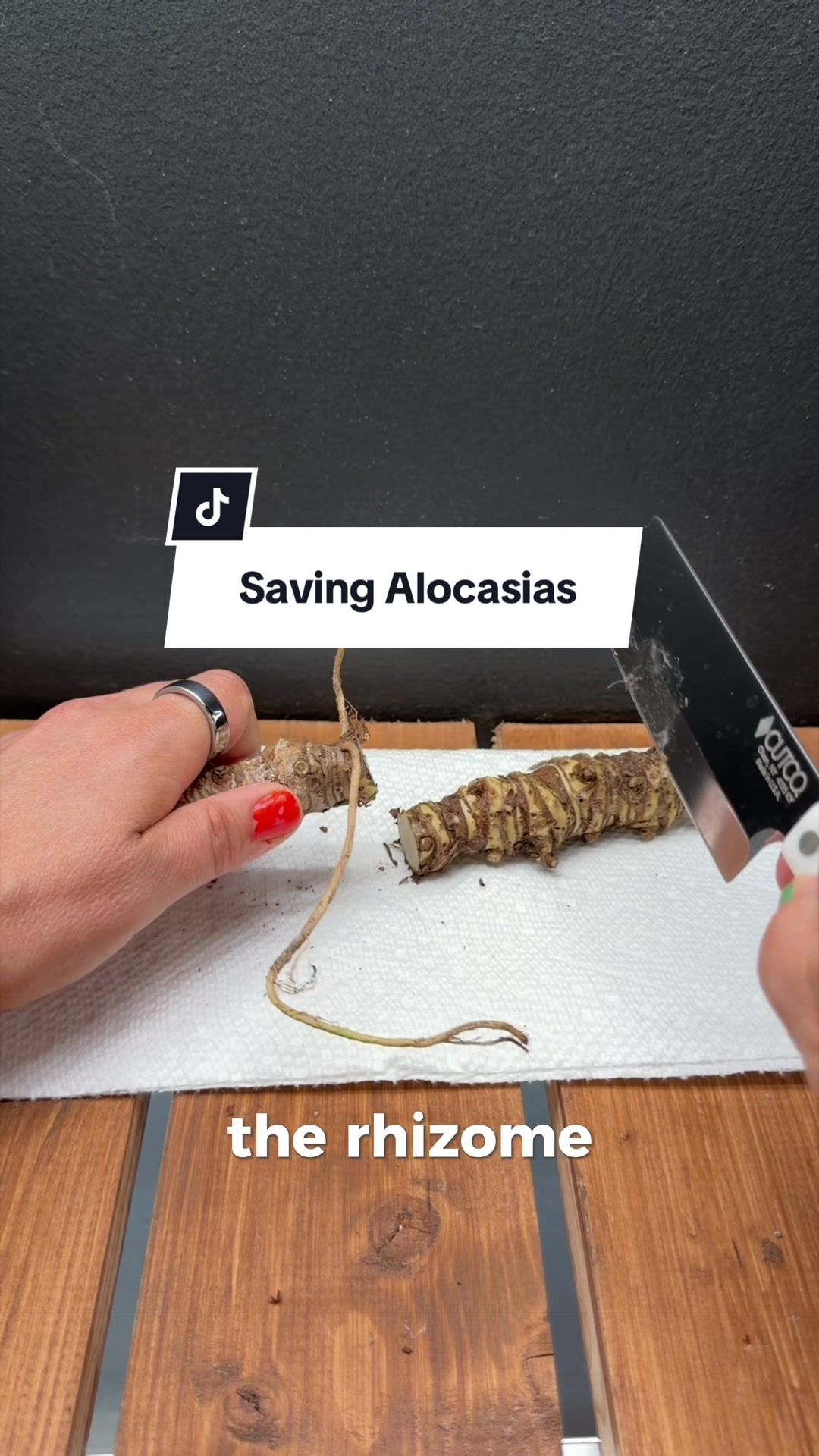 @alltheplantbabies