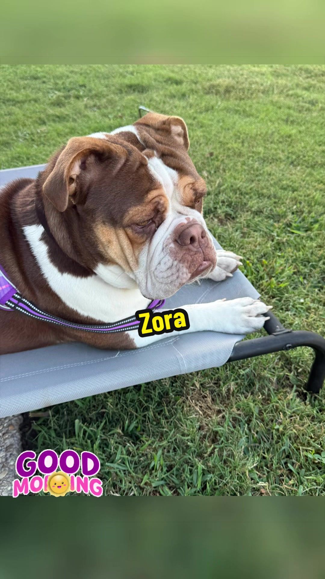 @Zora the bulldog