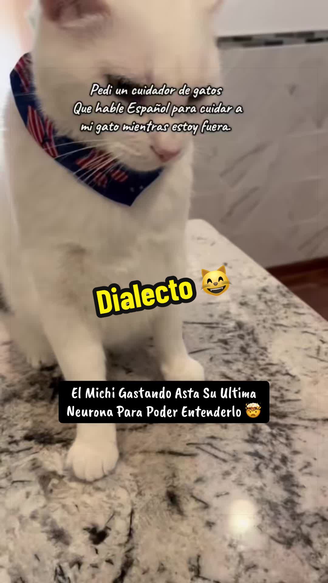 @🦖 MEOWassic CAT😺