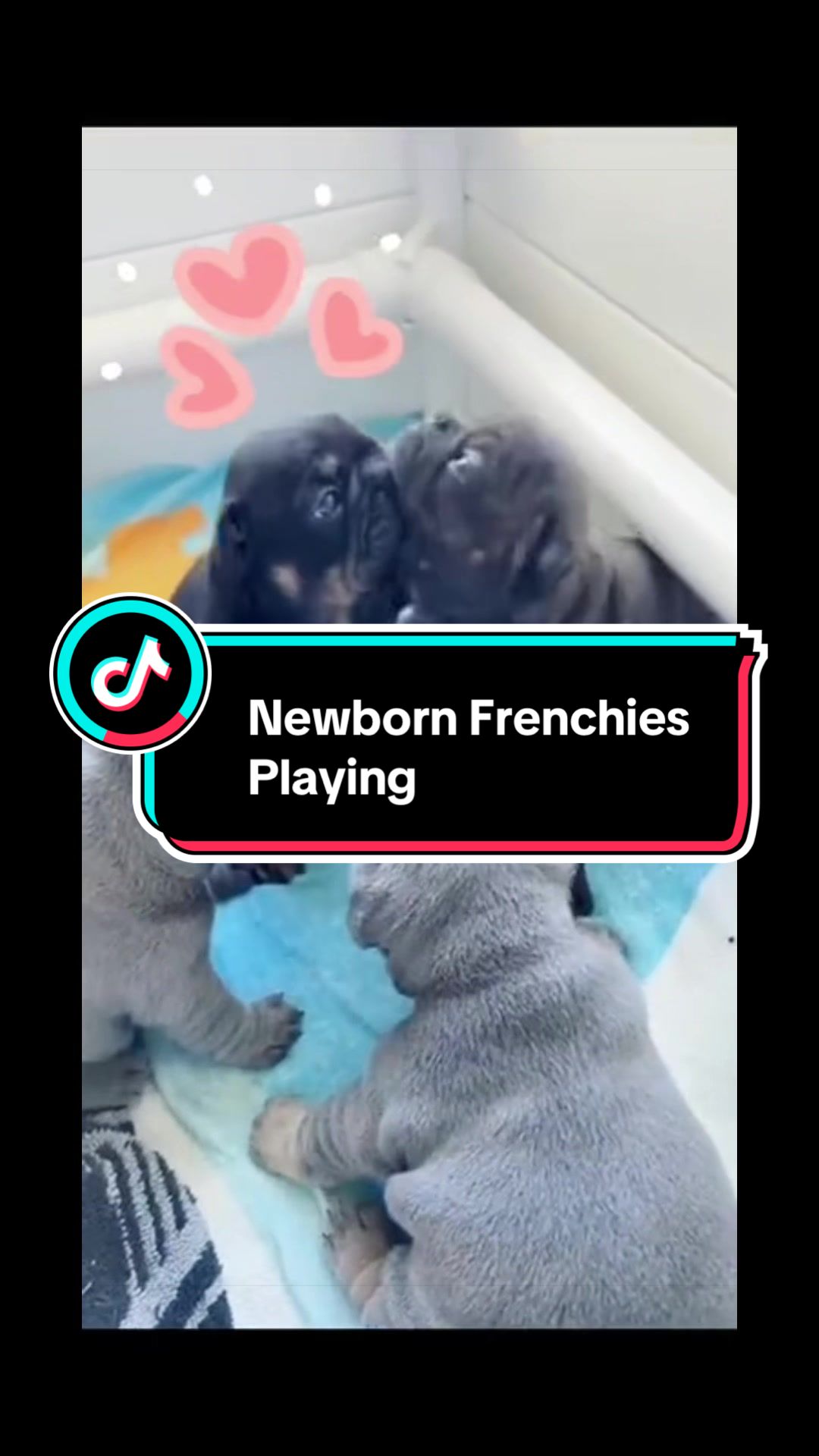 @Maki&ensp;the&ensp;Frenchie