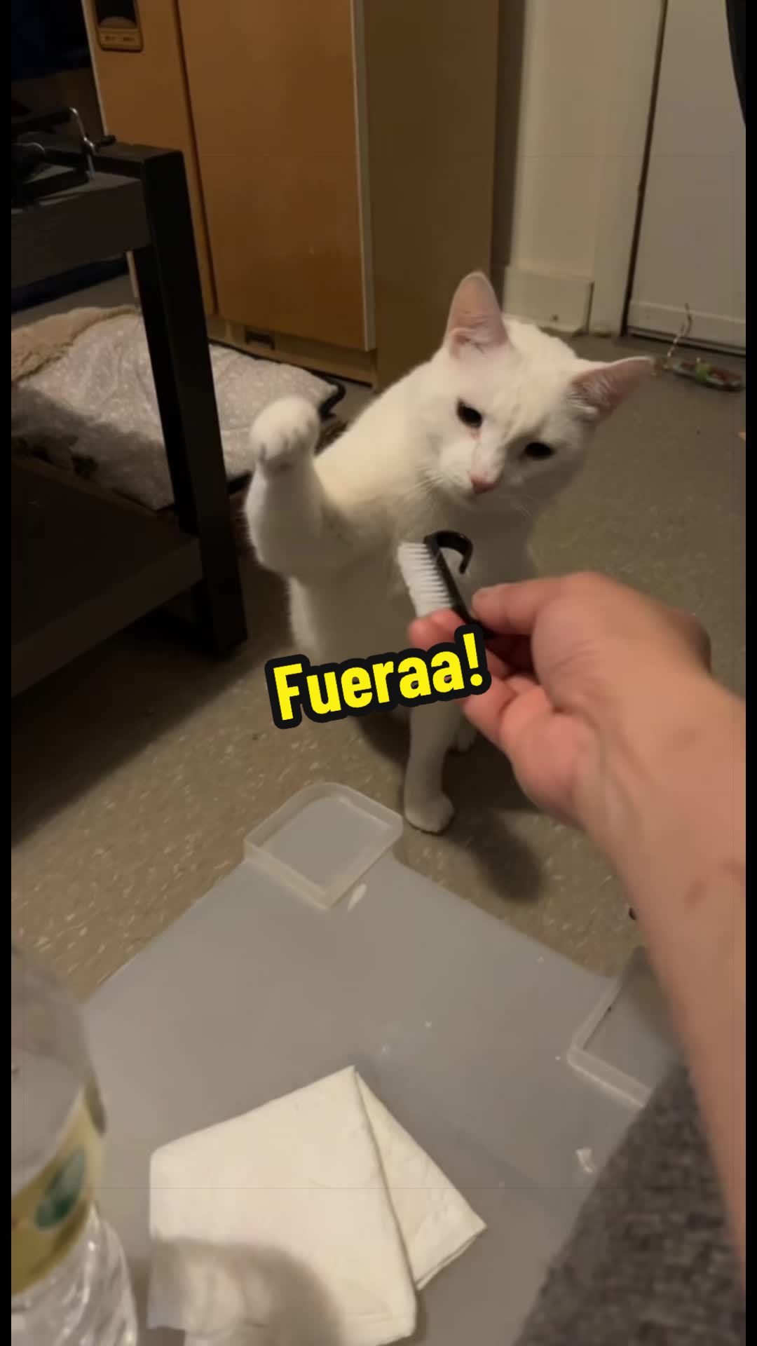 @🦖 MEOWassic CAT😺