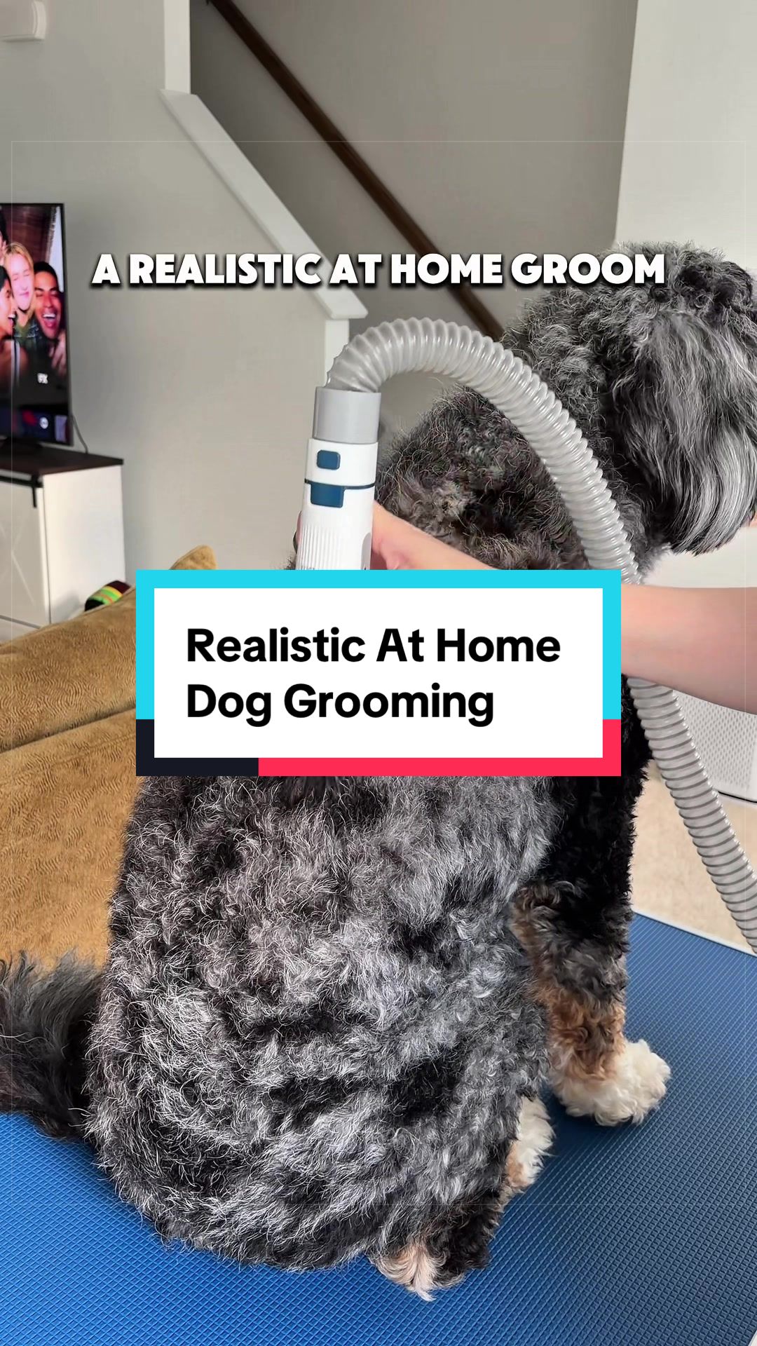 @Archie The Bernedoodle