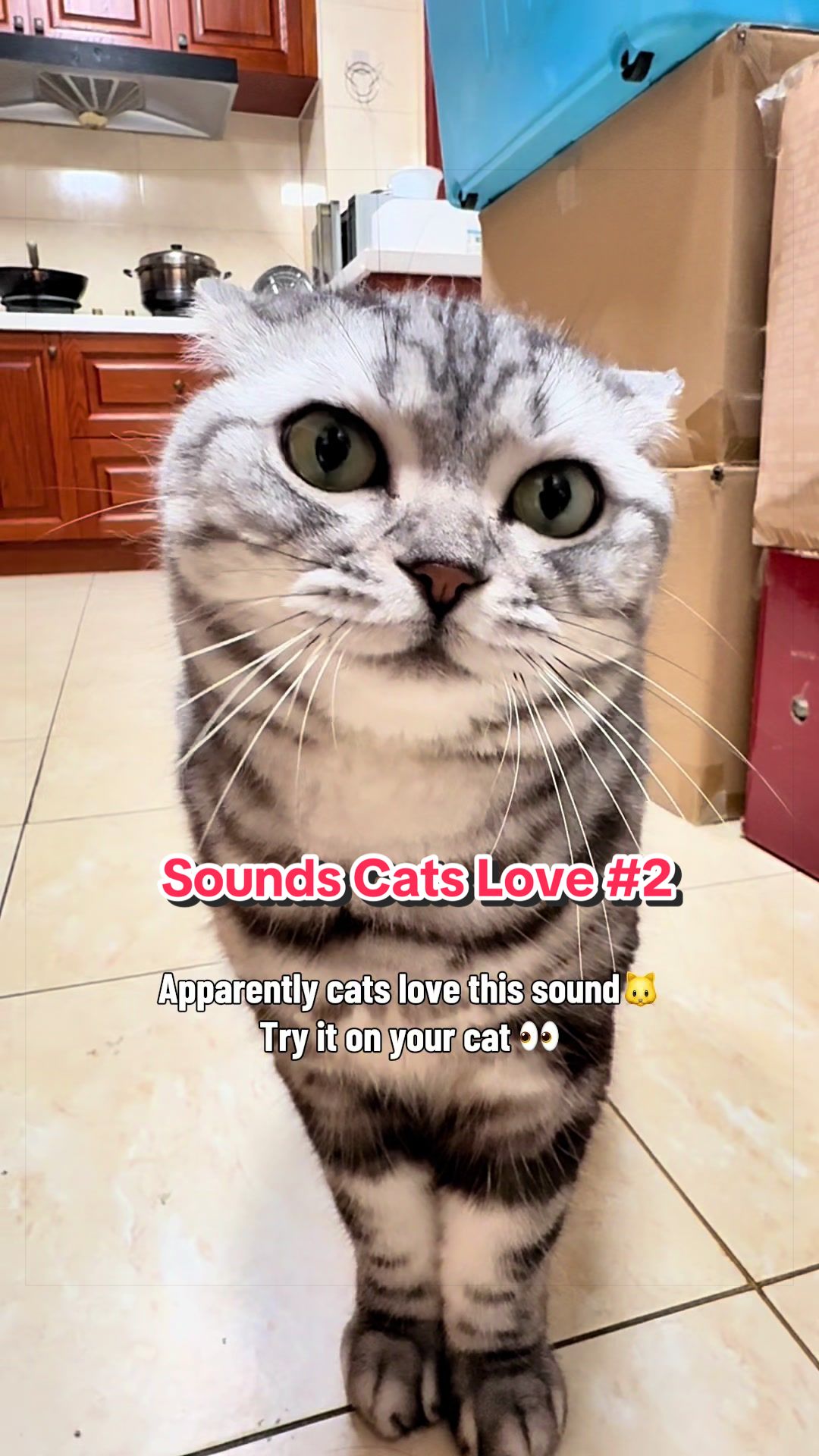 @catmi7