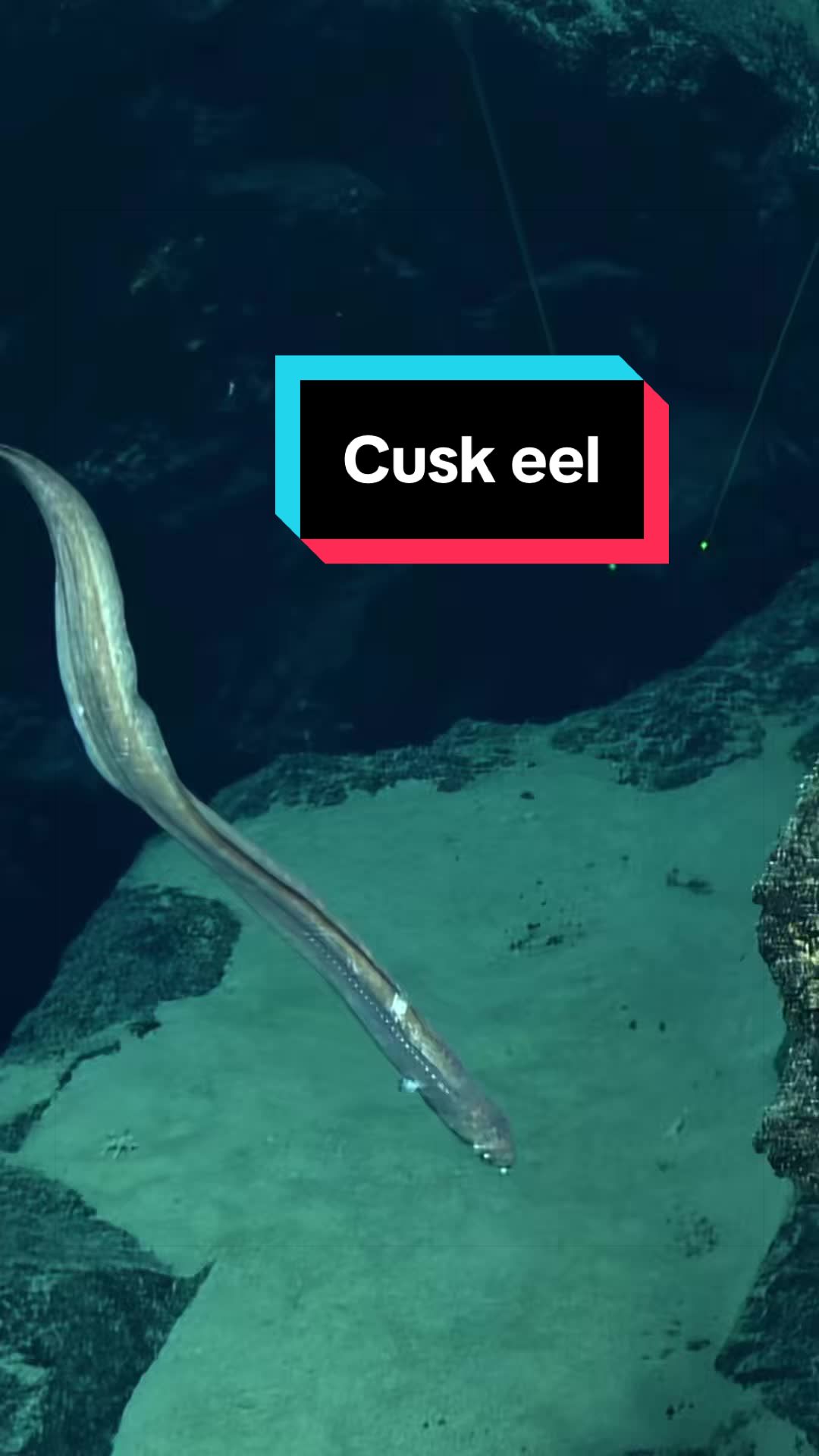 @Ocean Exploration Trust