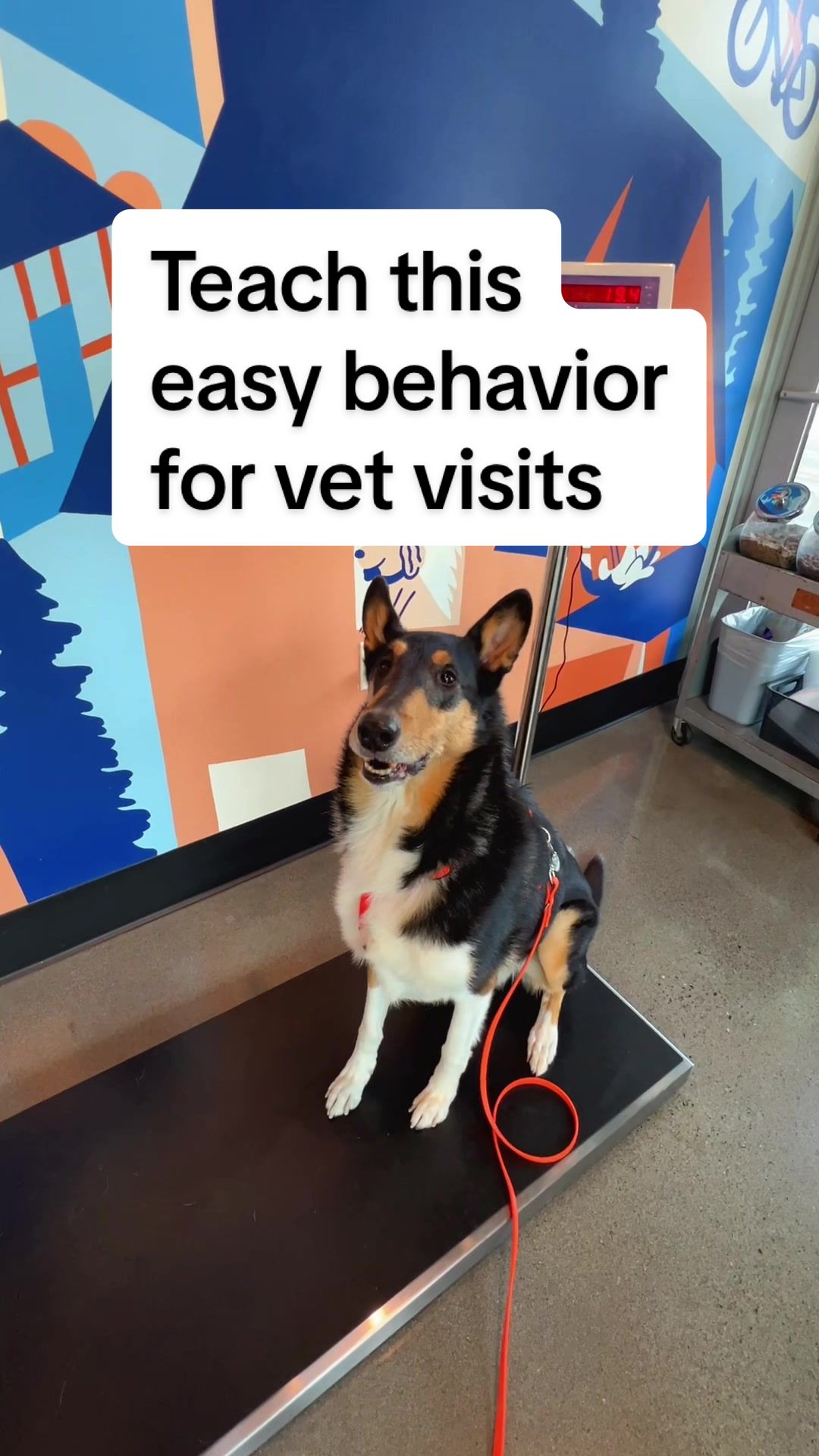 @lauren | dog behavior pro