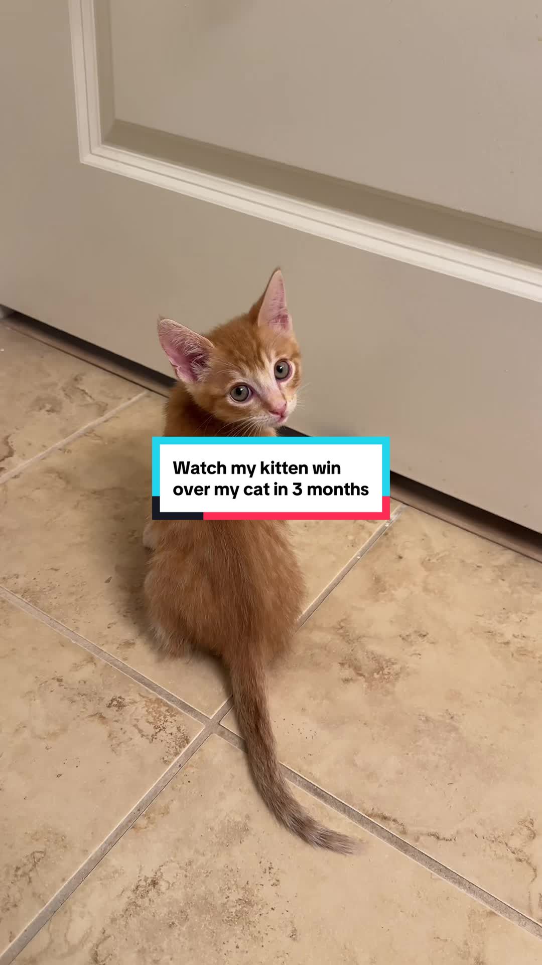 @Mariah | Cat Mom