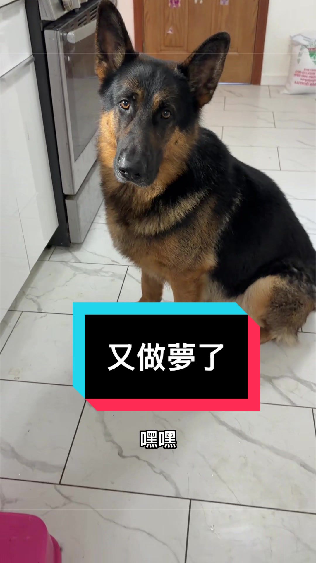 @Ginger-金橘德牧