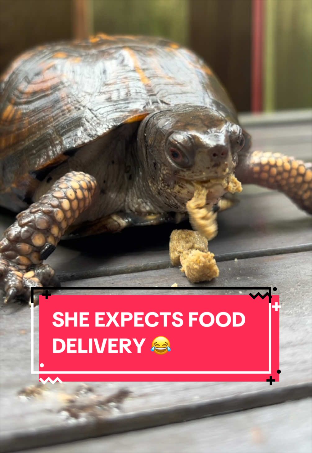 @Eastern Box Turtle