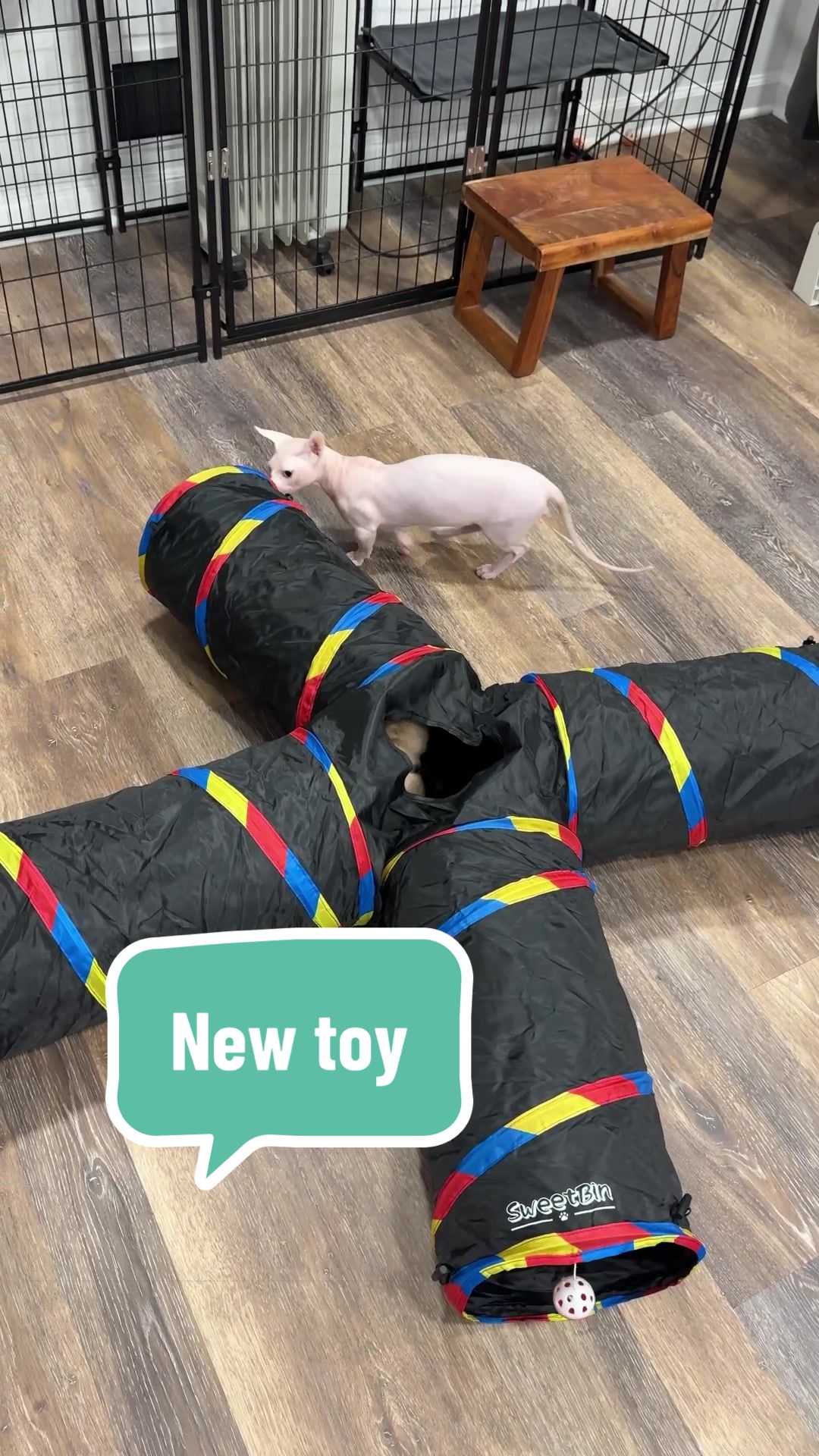 @Boba’s Buds Minskin Cats