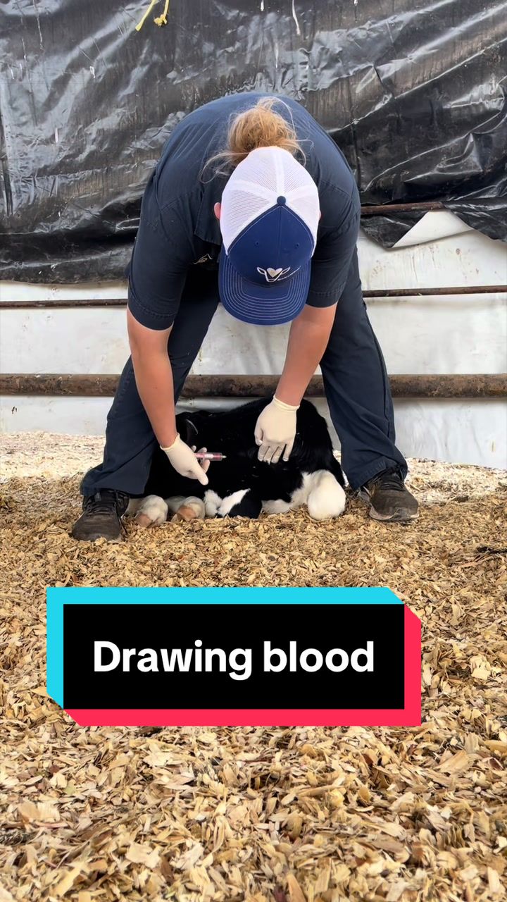 @Dairy Vet Dr. Michelle